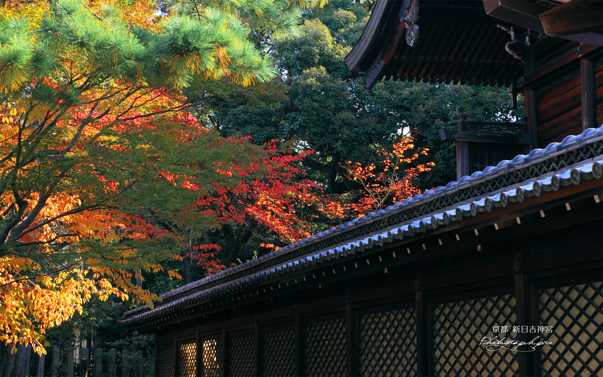 新日吉神宮 桜紅葉と本殿
