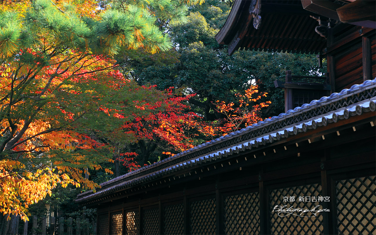 新日吉神宮 桜紅葉と本殿 壁紙