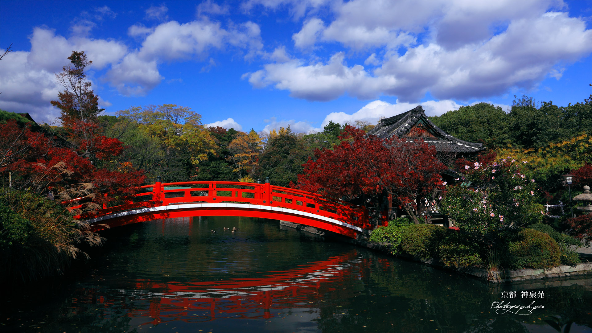 神泉苑 法成橋と紅葉