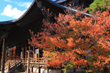 百万遍知恩寺 桜紅葉と御影堂