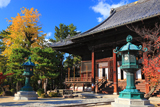 百万遍知恩寺 御影堂とイチョウ黄葉