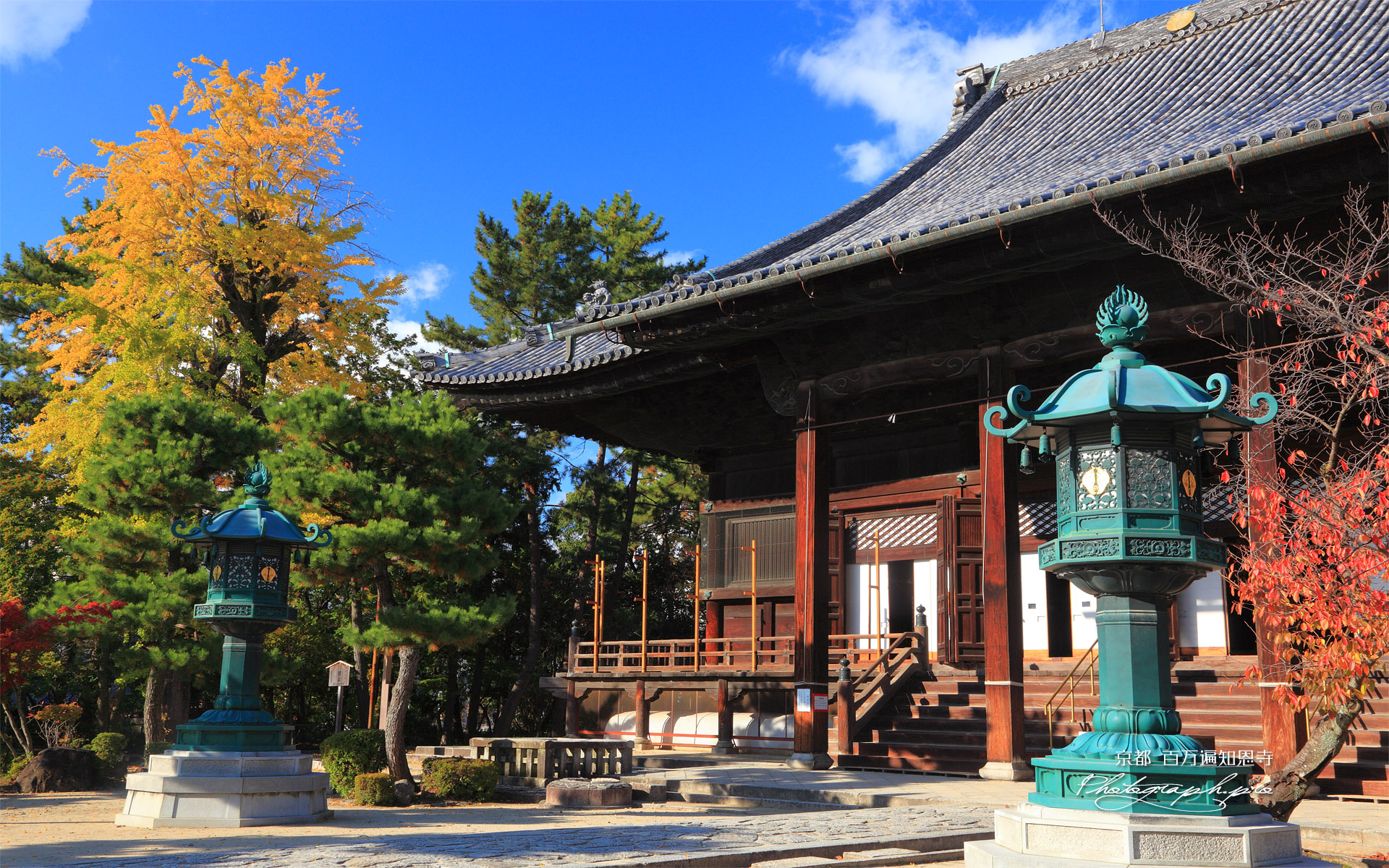 百万遍知恩寺 御影堂とイチョウ黄葉
