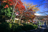 宗忠神社 参道の紅葉