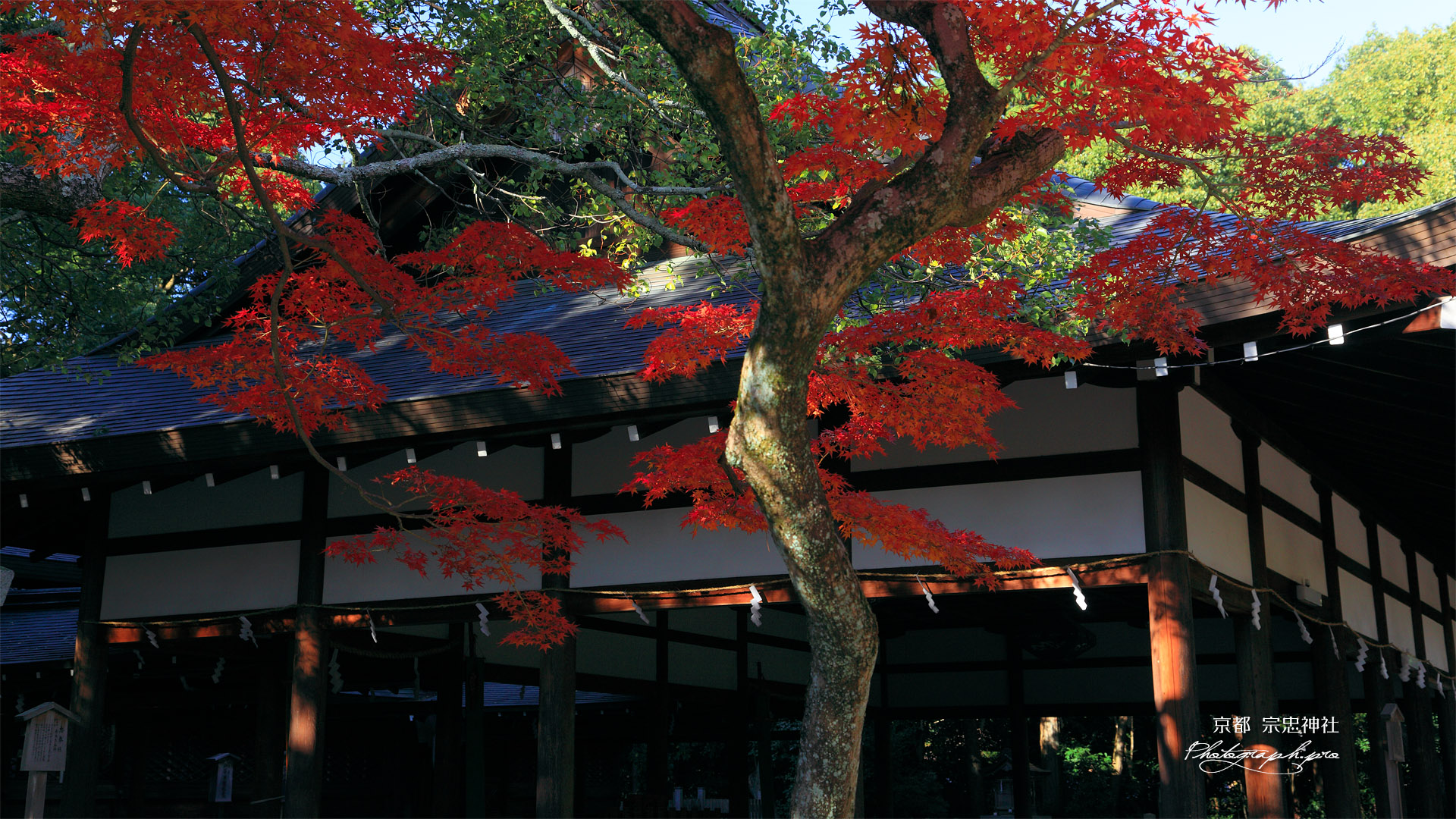 宗忠神社 紅葉と拝殿