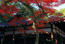 宗忠神社