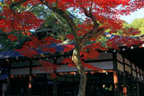 宗忠神社 紅葉と拝殿