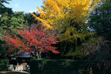 宗忠神社 銀杏黄葉と桜紅葉に御神水舎