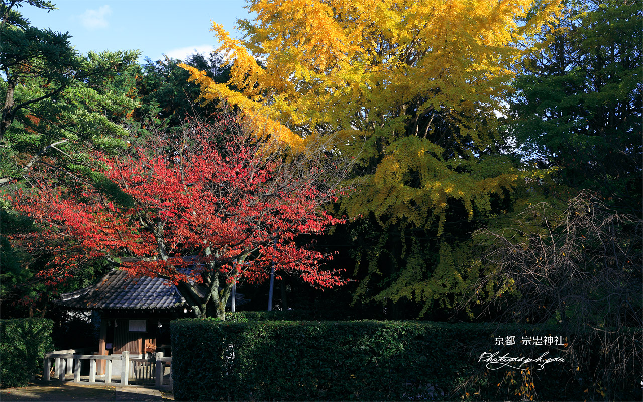 宗忠神社 銀杏黄葉と桜紅葉に御神水舎 壁紙