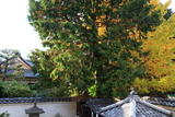 積善院 イチョウ黄葉と聖護院