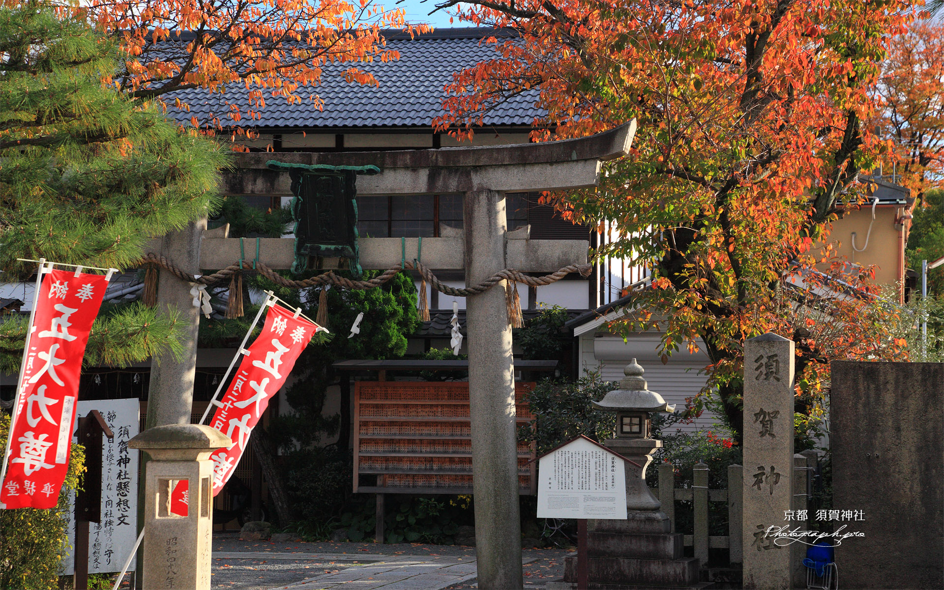 須賀神社 桜紅葉
