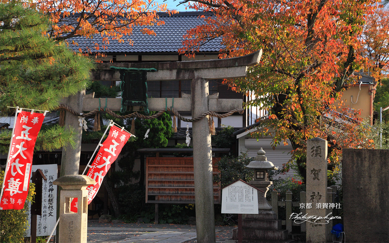 須賀神社 桜紅葉 壁紙