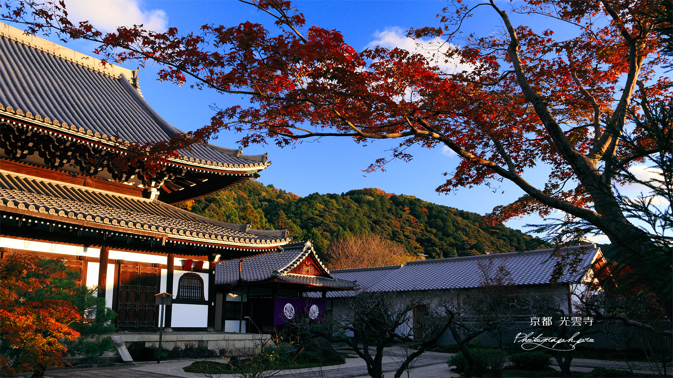 光雲寺 紅葉と仏殿 壁紙