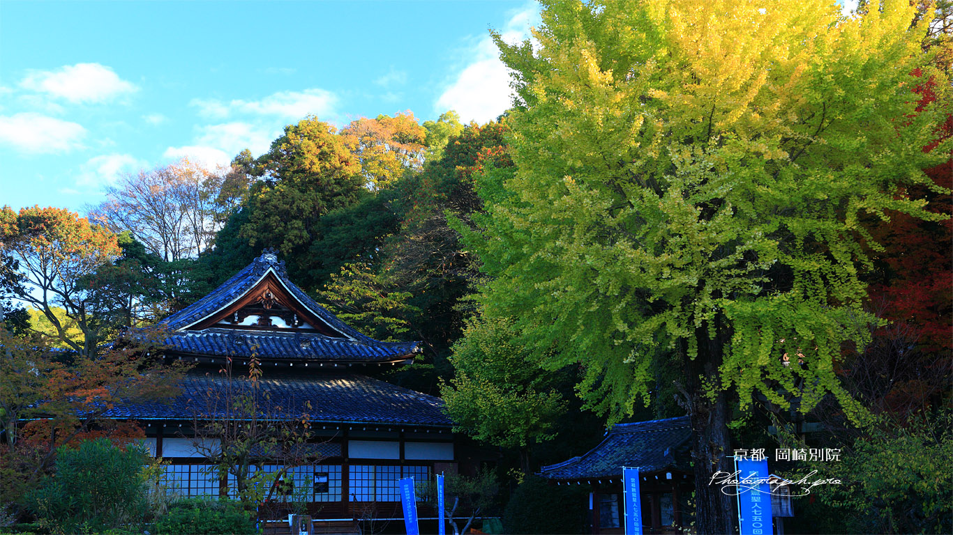岡崎別院 イチョウ黄葉と本堂 壁紙