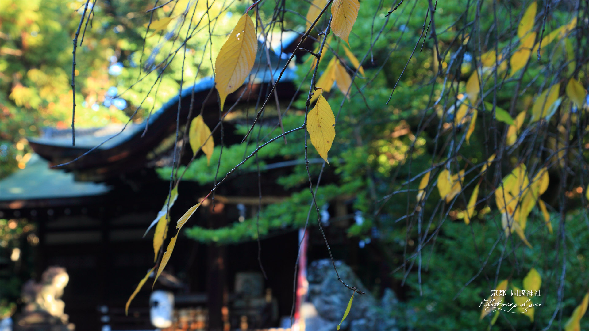 岡崎神社 桜紅葉