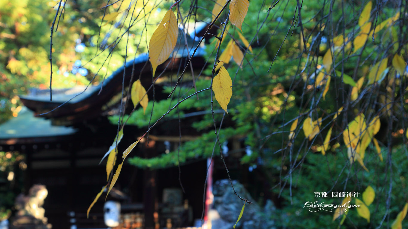 岡崎神社 桜紅葉 壁紙