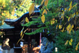 岡崎神社 桜紅葉