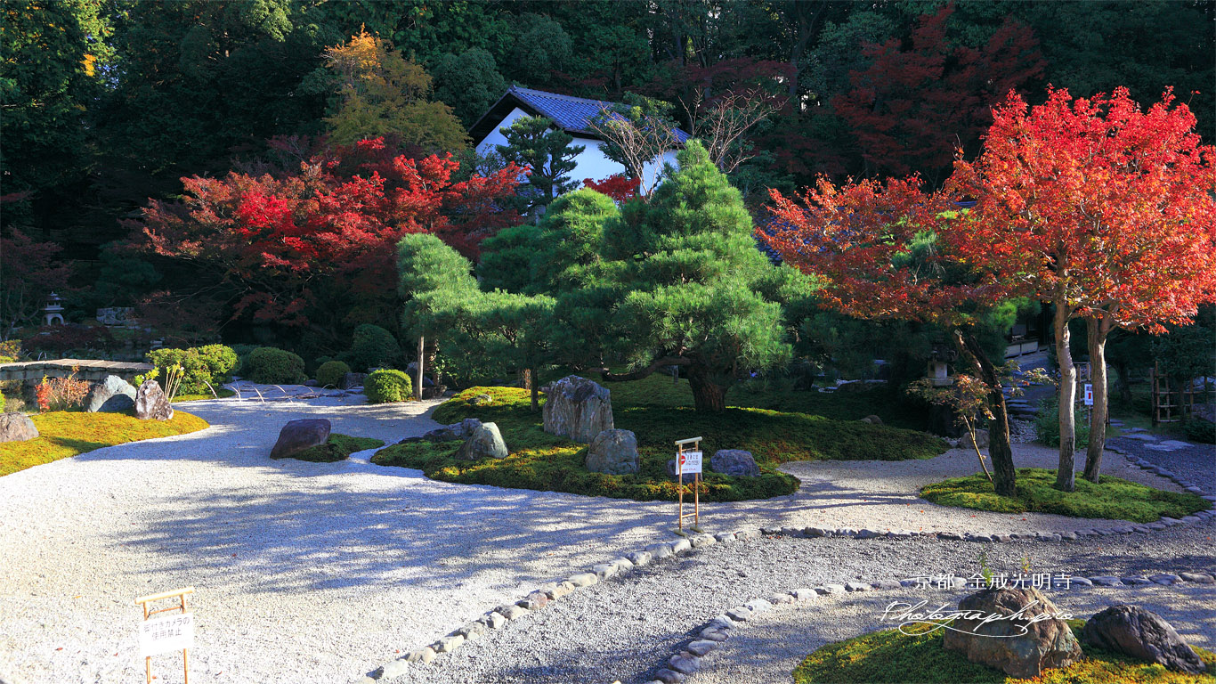 金戒光明寺 紅葉の紫雲の庭 壁紙