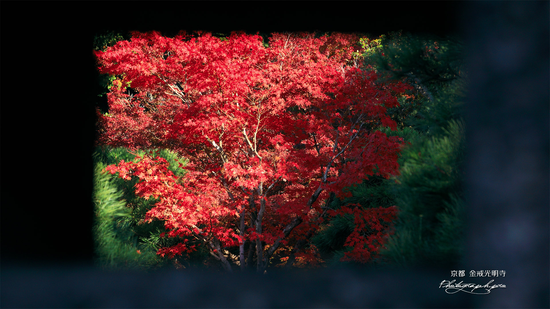 金戒光明寺 石灯籠越しの紅葉
