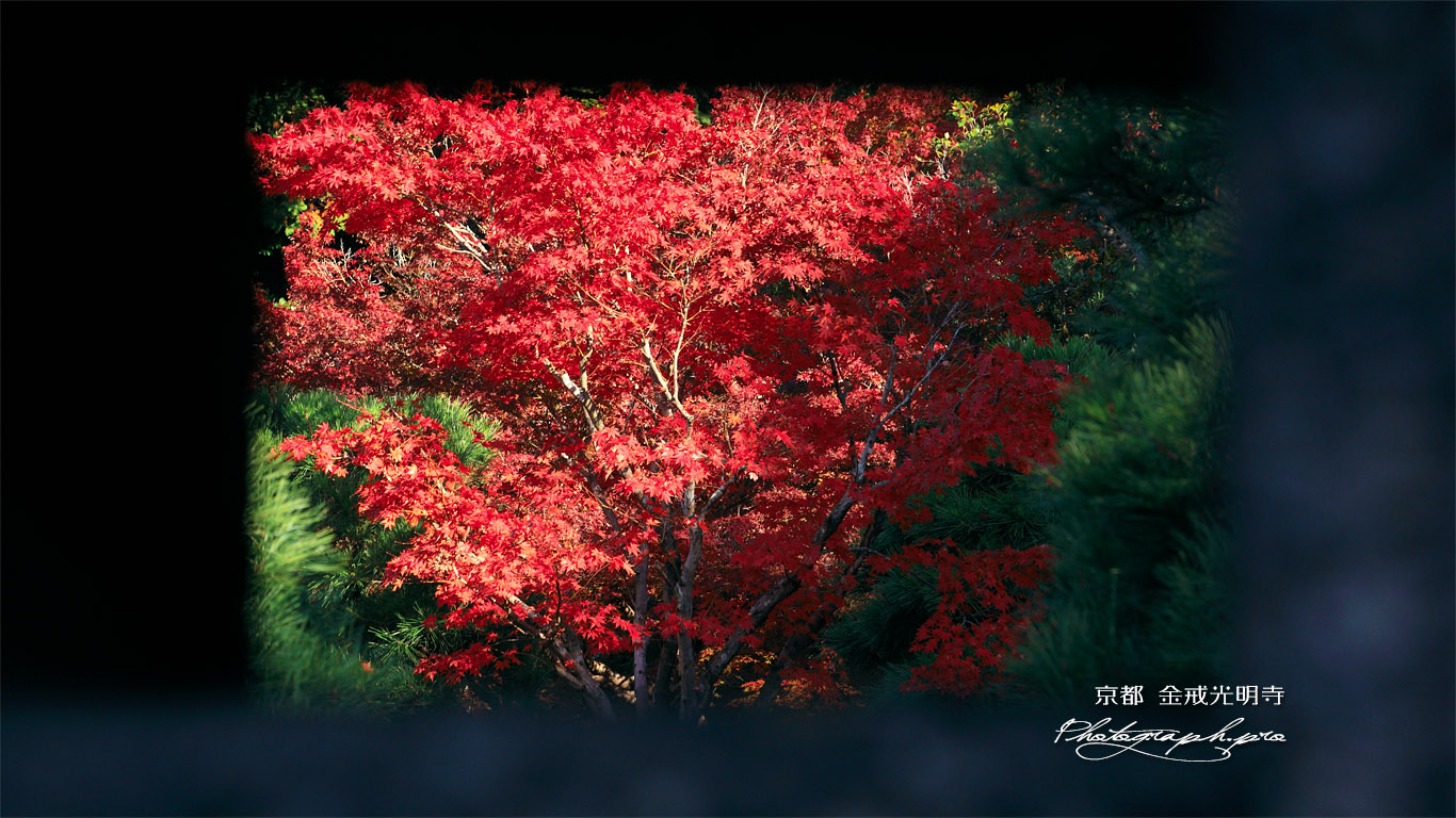 金戒光明寺 石灯籠越しの紅葉 壁紙