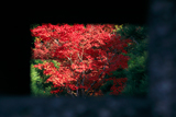 金戒光明寺 石灯籠越しの紅葉