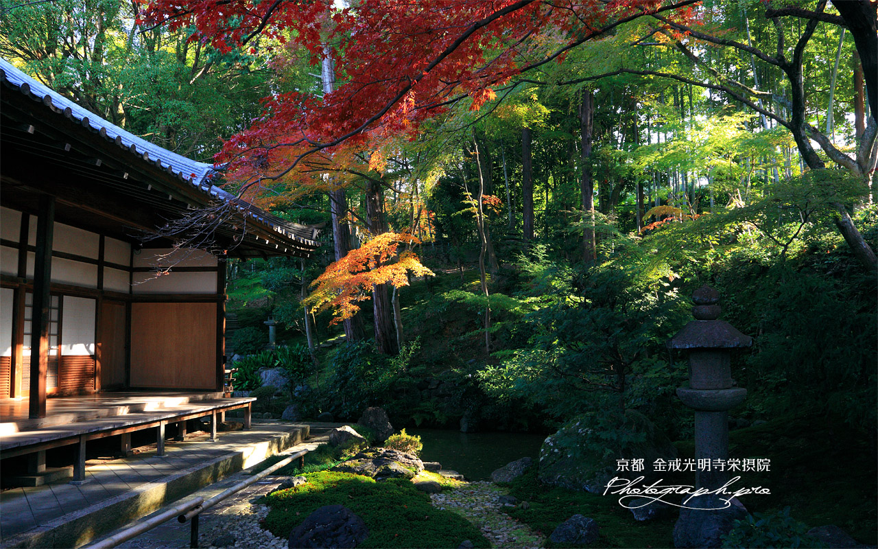 栄摂院 紅葉と本堂 壁紙