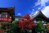 京都達磨寺 紅葉と庫裡