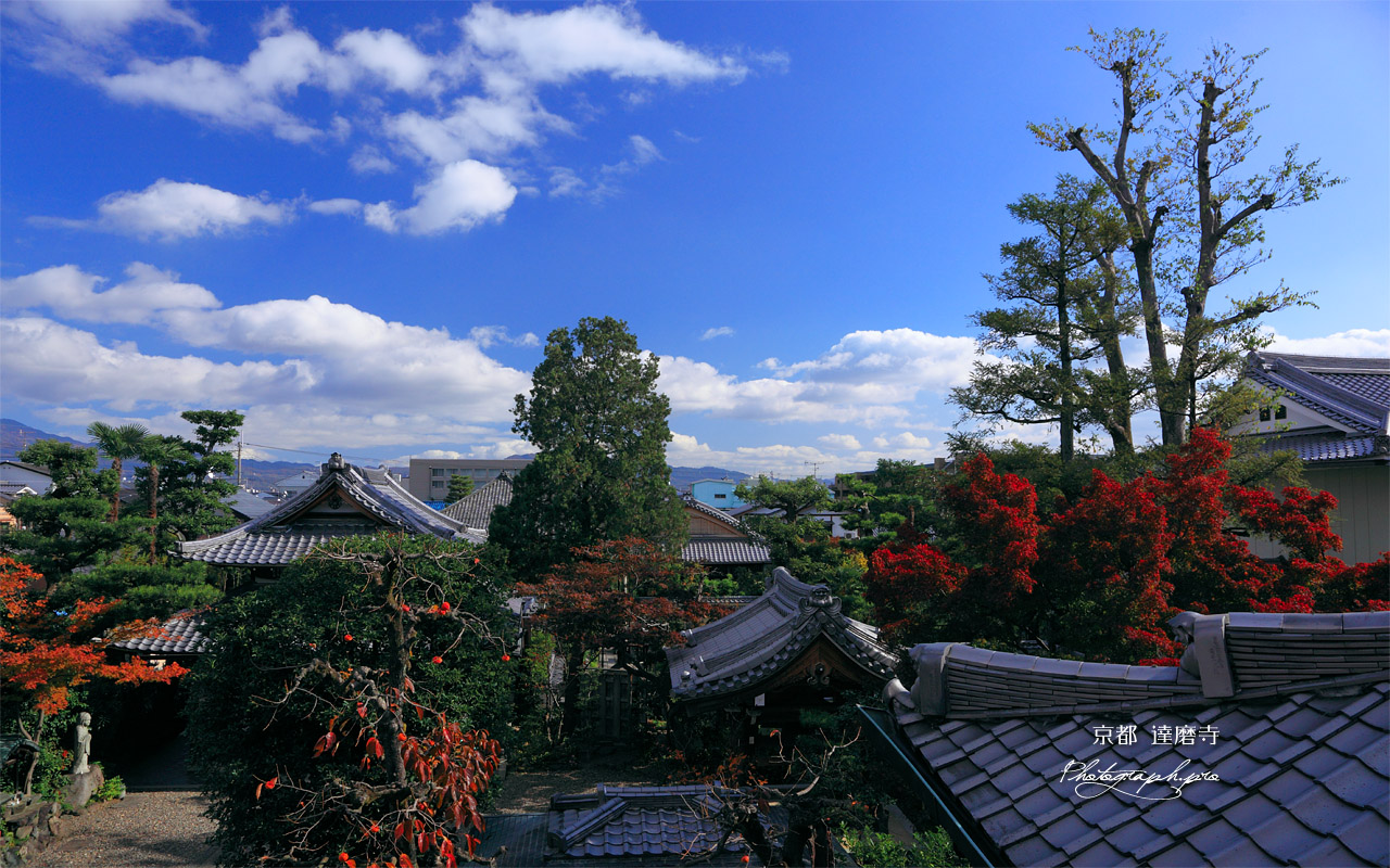 京都達磨寺 大法輪塔から紅葉の境内 壁紙