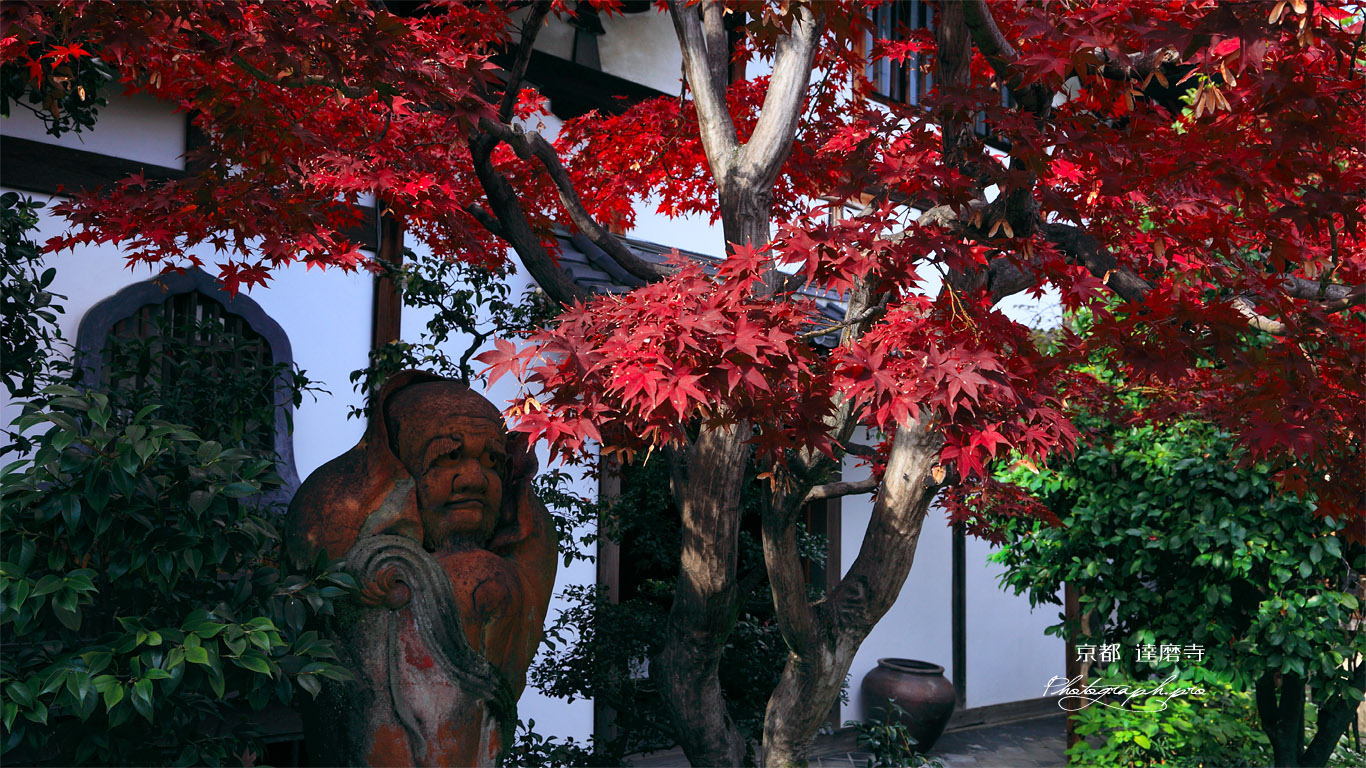 京都達磨寺 紅葉と達磨像 壁紙