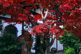 京都達磨寺 紅葉と達磨像