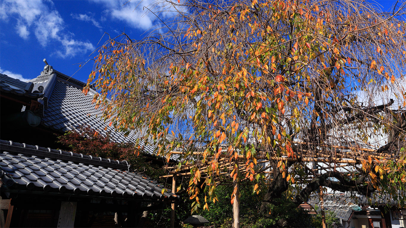 京都椿寺 桜紅葉 壁紙