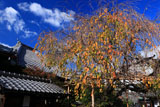 京都椿寺 桜紅葉