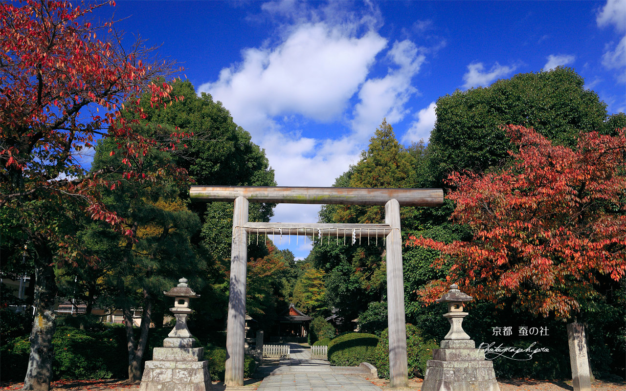 蚕の社 桜紅葉 壁紙