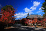 広隆寺 桜紅葉と講堂