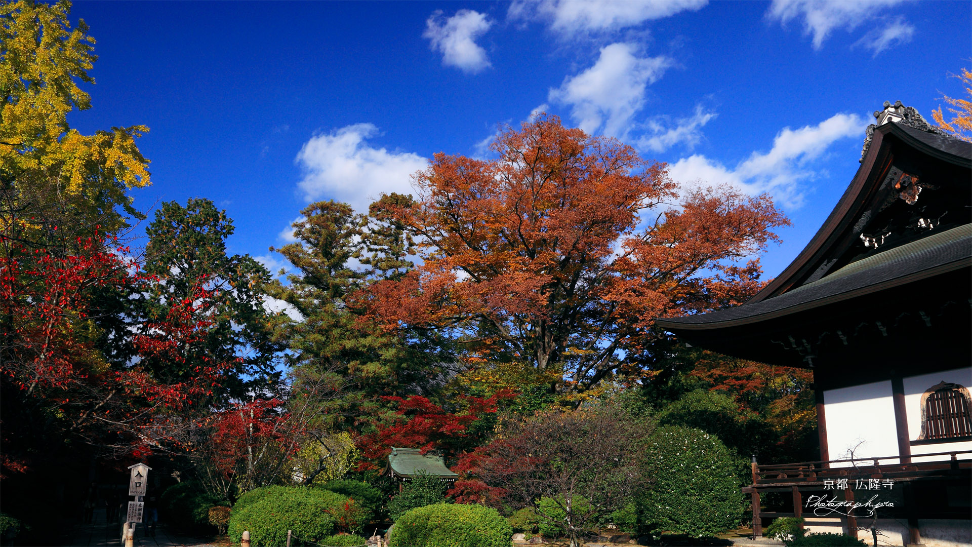 広隆寺 紅葉と本堂