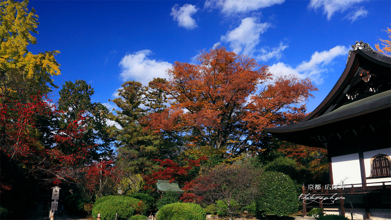 広隆寺 紅葉と本堂 壁紙