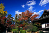 広隆寺 紅葉と本堂