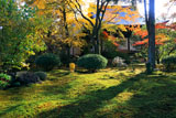 広隆寺 本堂裏庭の杉苔と紅葉