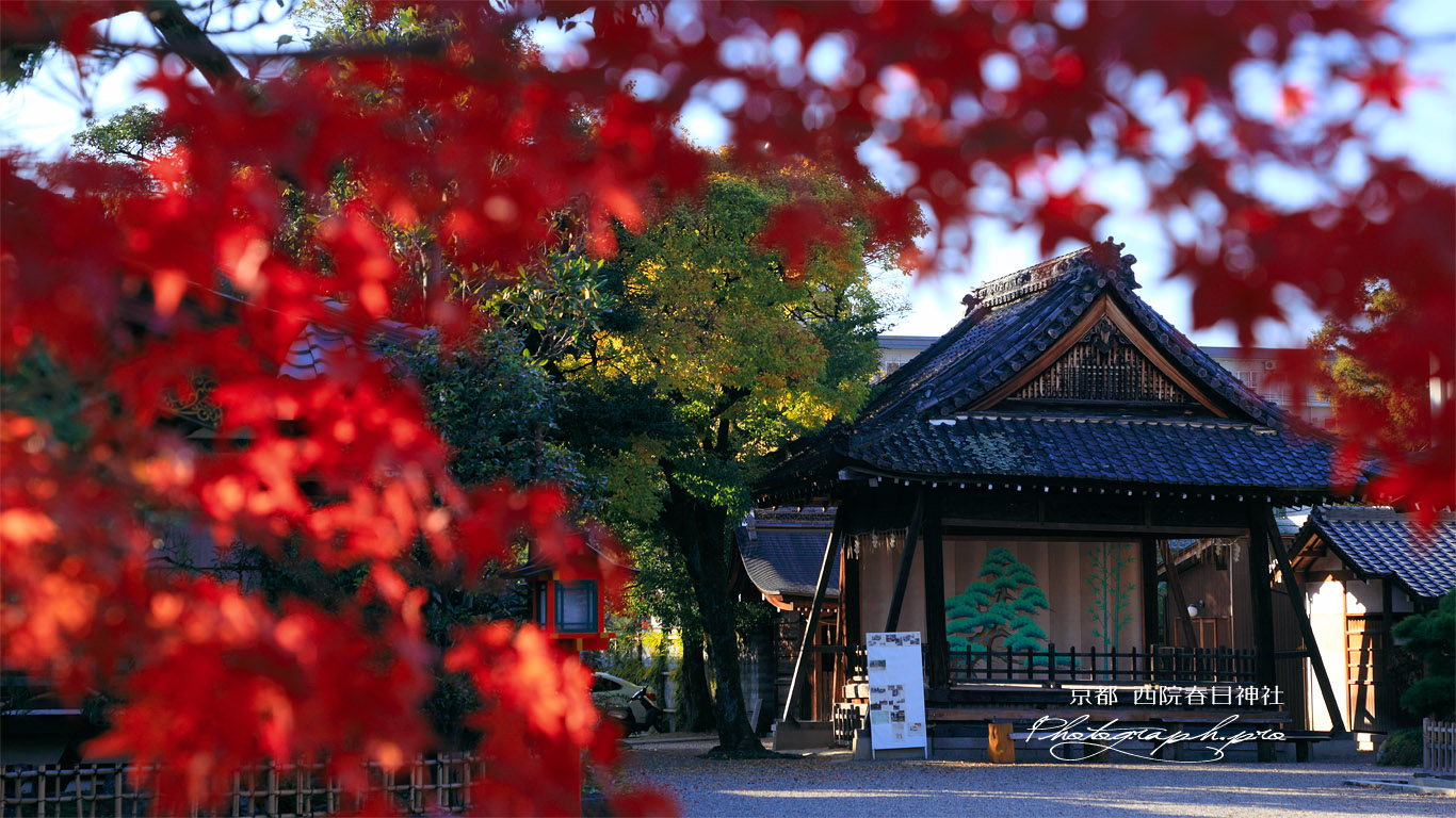 西院春日神社 紅葉越しの能舞台 壁紙
