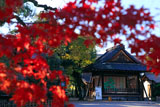 西院春日神社 紅葉越しの能舞台