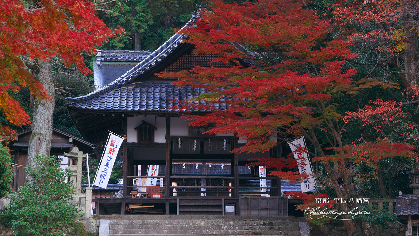 京都平岡八幡宮 紅葉と拝殿 壁紙