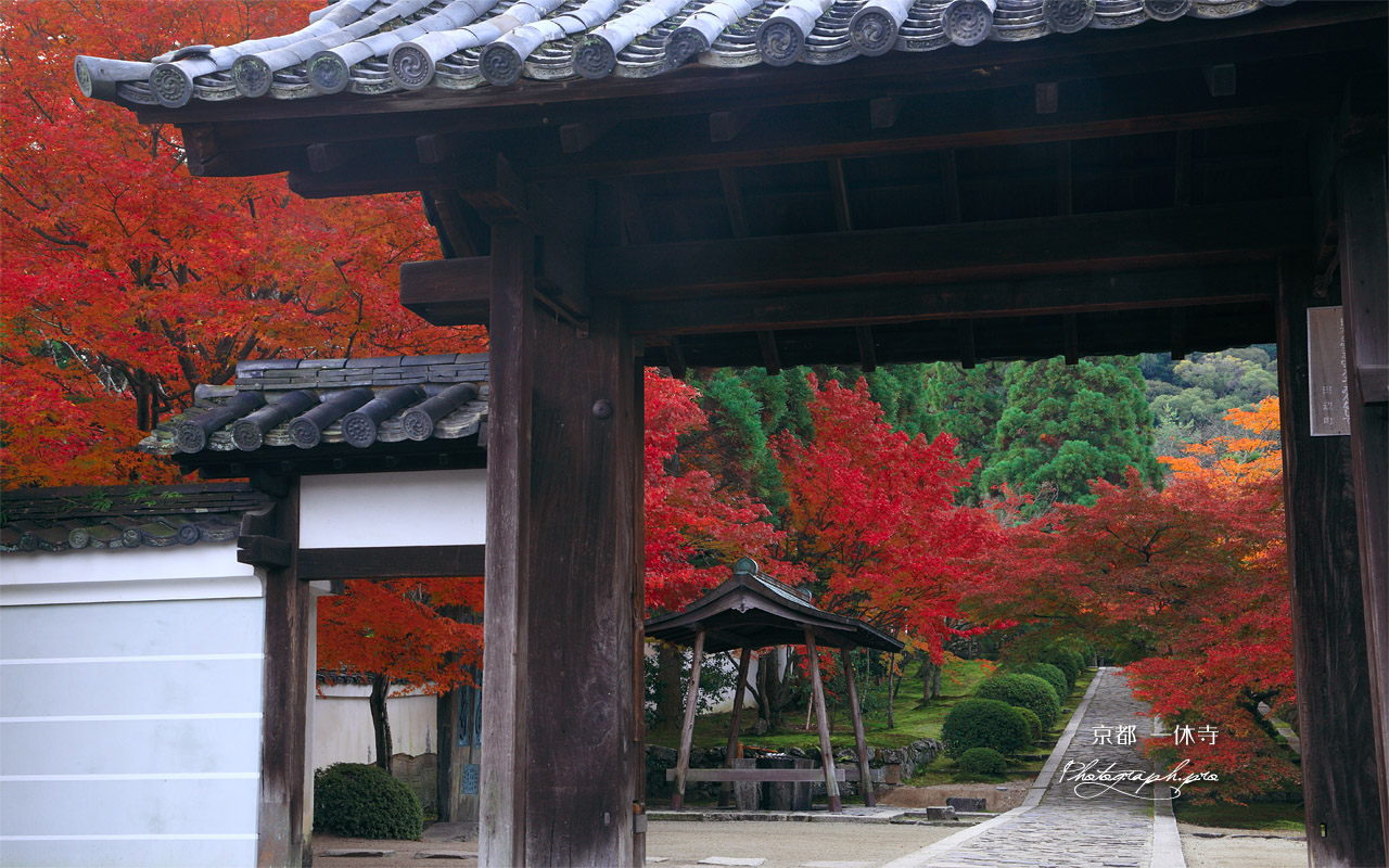 一休寺 総門越しの紅葉 壁紙