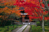 一休寺 紅葉と本堂