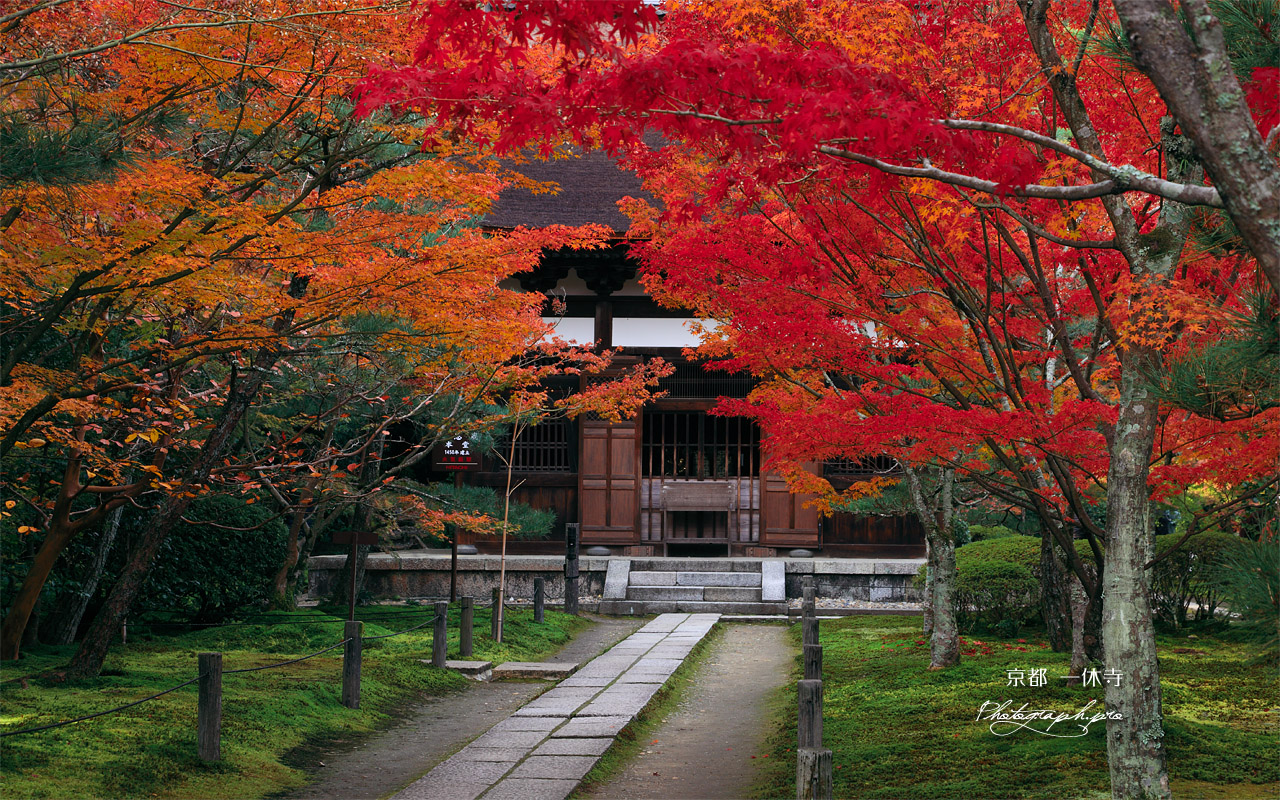 一休寺 紅葉と本堂 壁紙