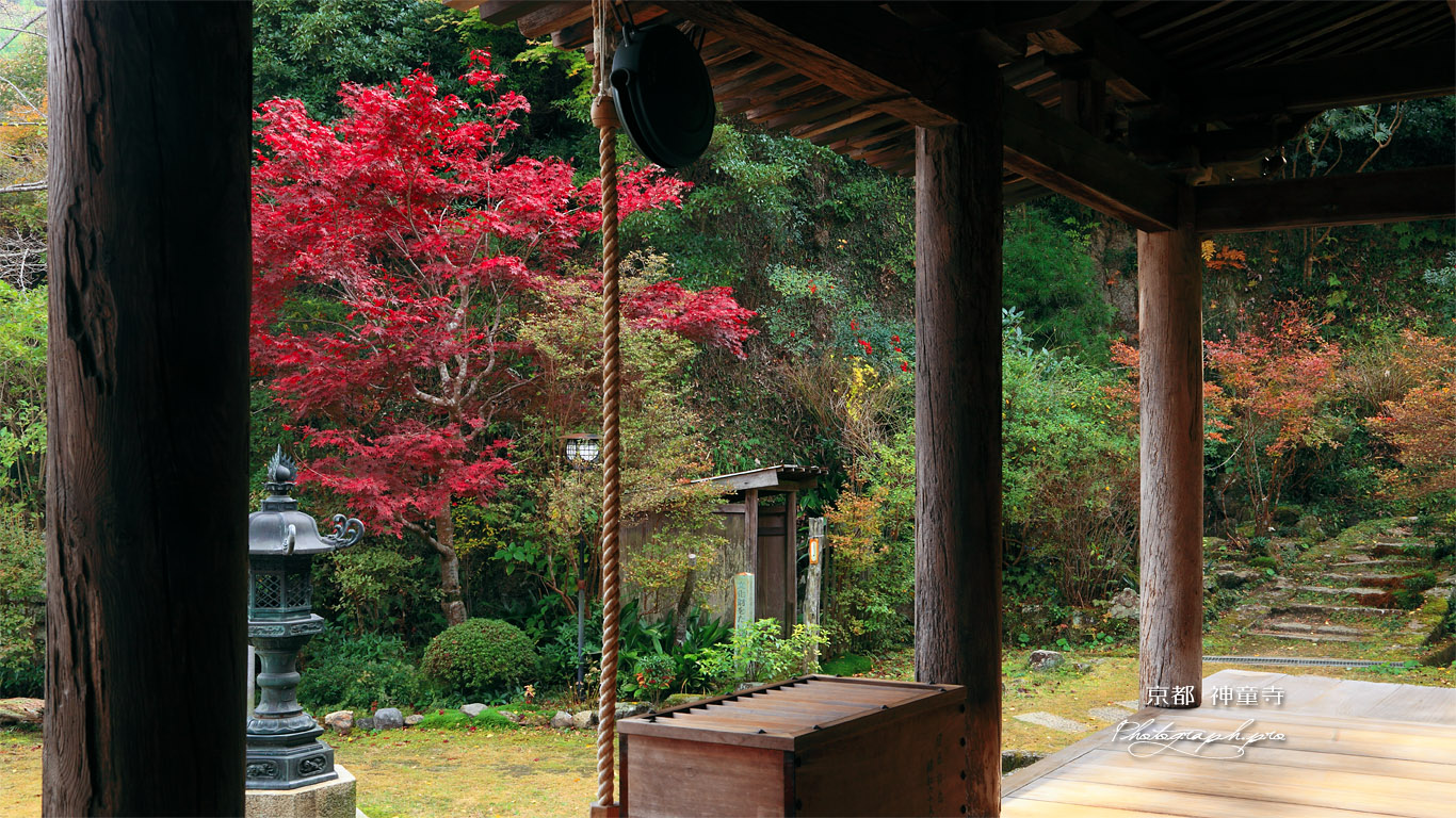 神童寺 本堂からの紅葉 壁紙