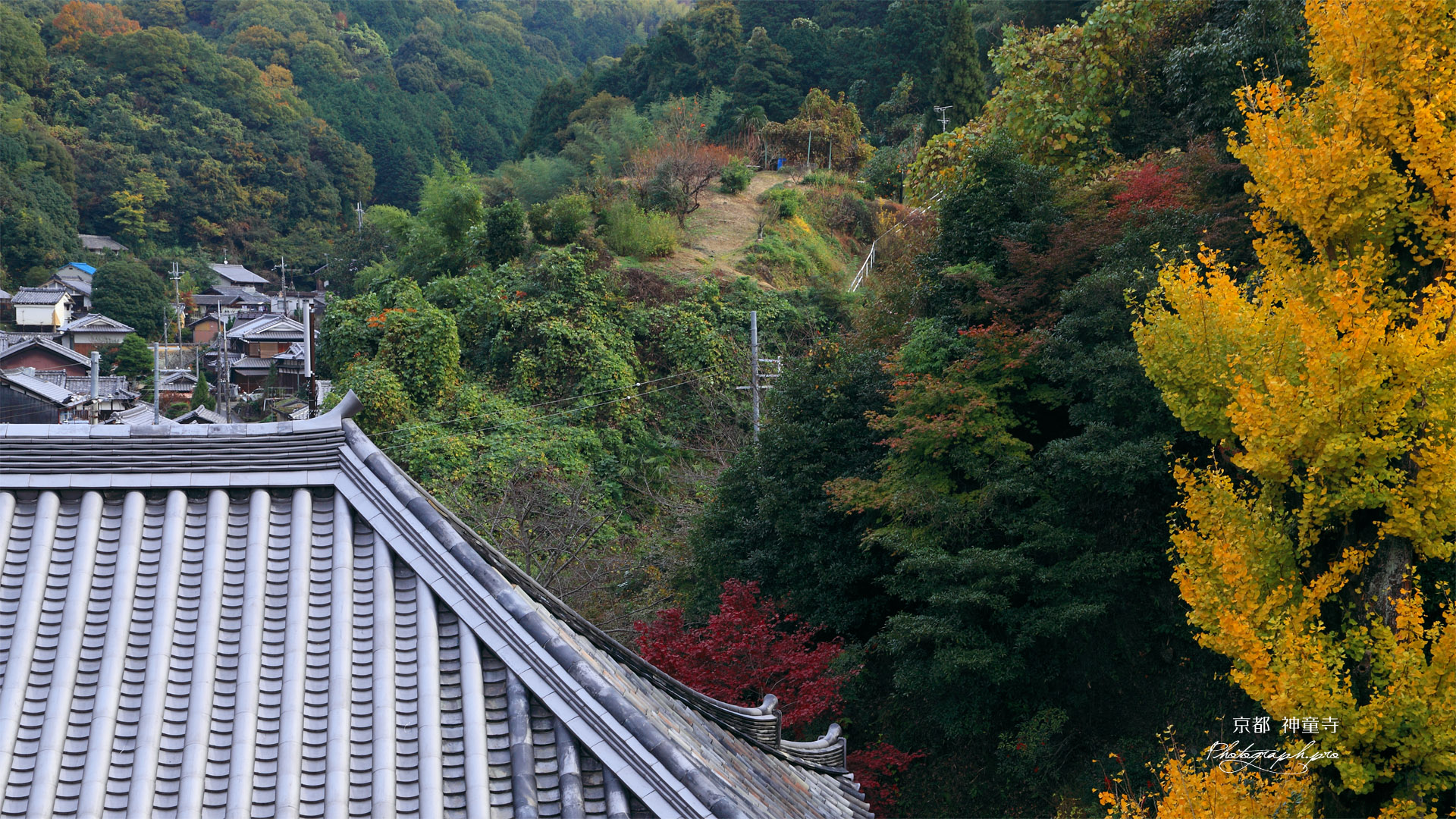 神童寺 本堂と銀杏黄葉