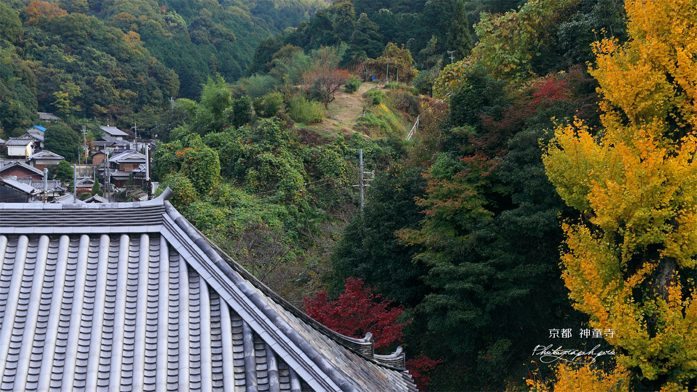 神童寺 本堂と銀杏黄葉 壁紙