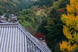 神童寺 本堂と銀杏黄葉