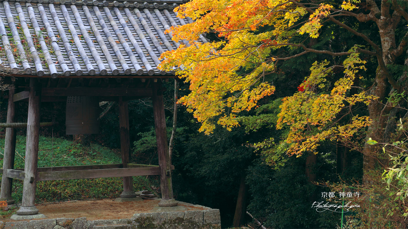 神童寺 鐘楼と紅葉 壁紙
