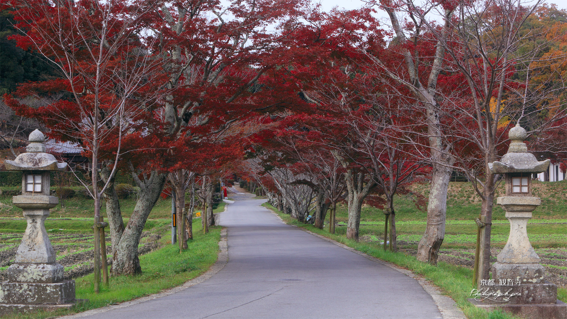 大御堂観音寺 紅葉の参道