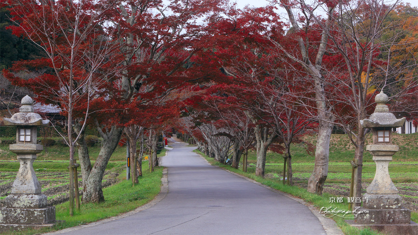 大御堂観音寺 紅葉の参道 壁紙